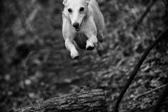 Lola in Flight (Colour)