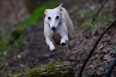 Lola in Flight (Colour)