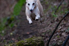 Lola in Flight (Colour)