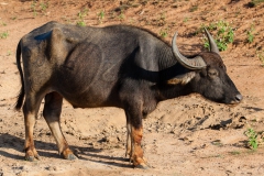 Water Buffalo