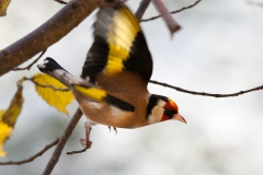 goldfinches-in-the-snow-10