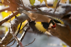 goldfinches-in-the-snow-11