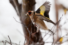 goldfinches-in-the-snow-12