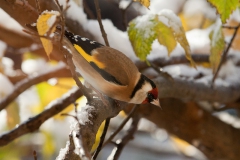 goldfinches-in-the-snow-13