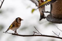 goldfinches-in-the-snow-15