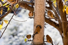 goldfinches-in-the-snow-16