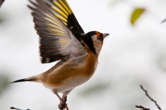 goldfinches-in-the-snow-2