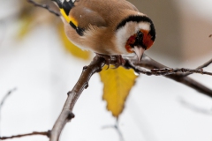 goldfinches-in-the-snow-3