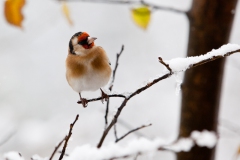 goldfinches-in-the-snow-5