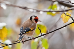 goldfinches-in-the-snow-7
