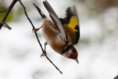 goldfinches-in-the-snow-9