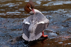 Goosander