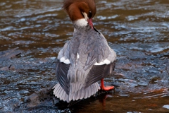Goosander