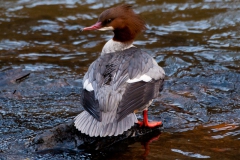 Mad Goosander