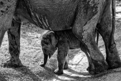 elephants-with-baby-1