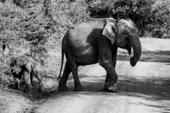 elephants-with-baby-2