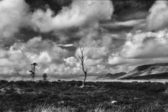 lonely-pine-6