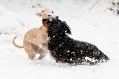 hounds-in-the-snow-3
