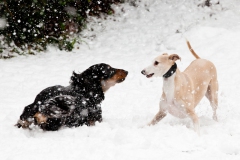 hounds-in-the-snow-4