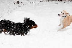 hounds-in-the-snow-8