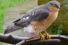 Taken with a Lumix LX5 with max zoom at 90mm, and it's the full image, no crop. Yes, he was very, very close. Taken from the kitchen through the window.