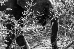 elephants-hiding-2