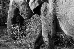 elephants-hiding-3