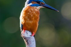 kingfisher-2