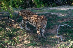 Leopard