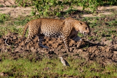 leopard-3