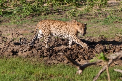 leopard-4