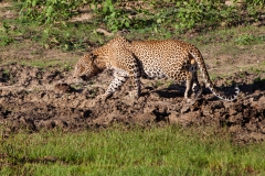 leopard-5