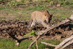leopard-6