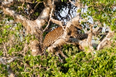 Leopard sleeping in a tree