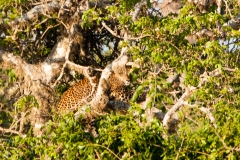 leopard-8