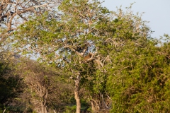 leopard-9