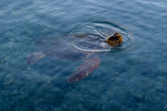 loggerhead-turtle-1