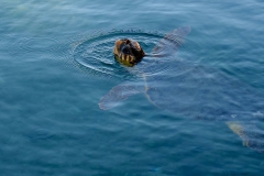 loggerhead-turtle-2