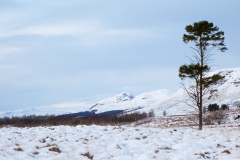 lonely-pine-4