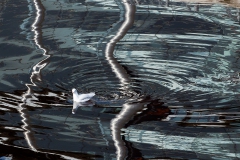 lunchtime-wanders-broomielaw-1