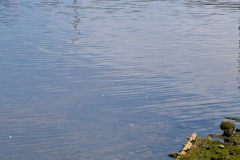 lunchtime-wanders-clydeside-south-13