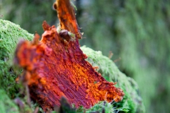 Barking Red and Orange