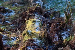 mugdock-castle-12