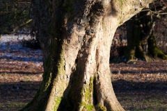 mugdock-castle-7
