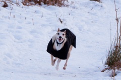 new-years-day-walk-11