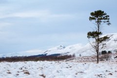 new-years-day-walk-1