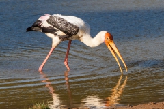 Painted Stork