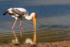 painted-stork-2