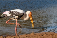 painted-stork-3