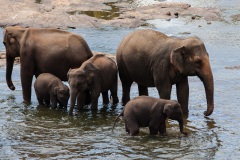 Orphans in the Pinawala River